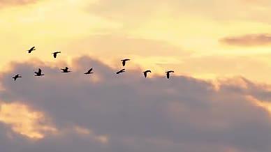 黄昏晚霞飞鸟鸟群金色天空的预览图